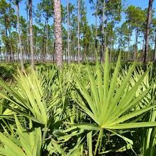 Saw-Palmetto-1.webp